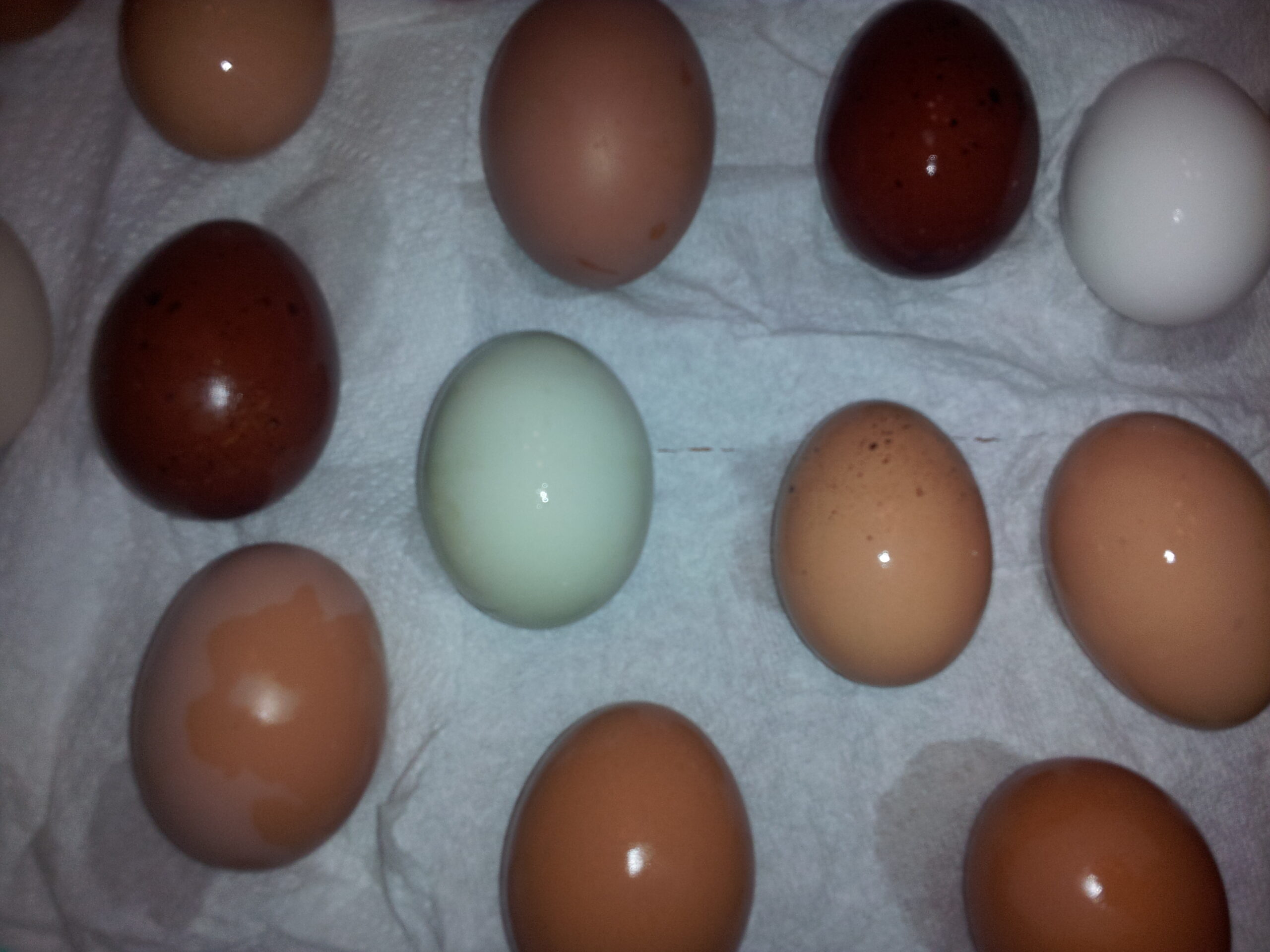 Farm Fresh Eggs